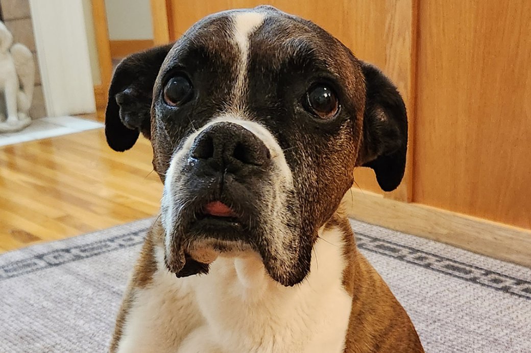 Boxer patient