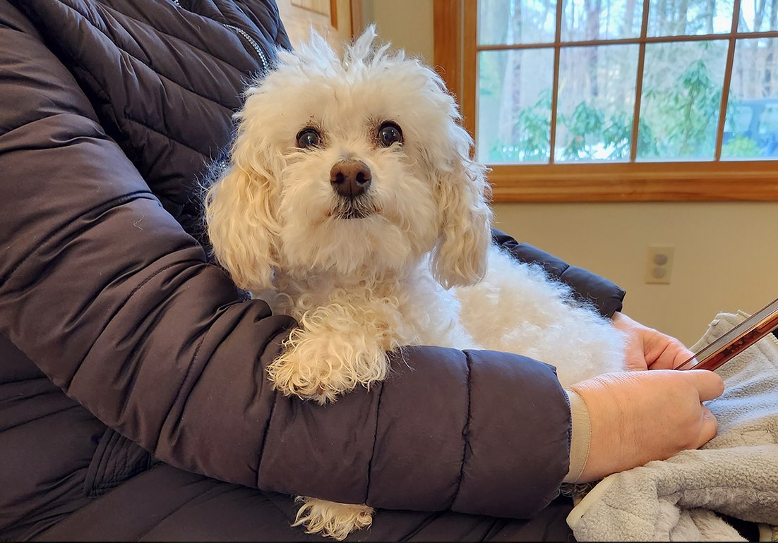Poodle patient at exam